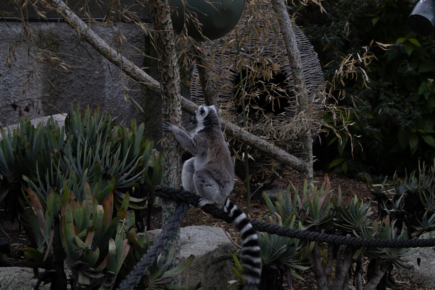Melbourne Zoo