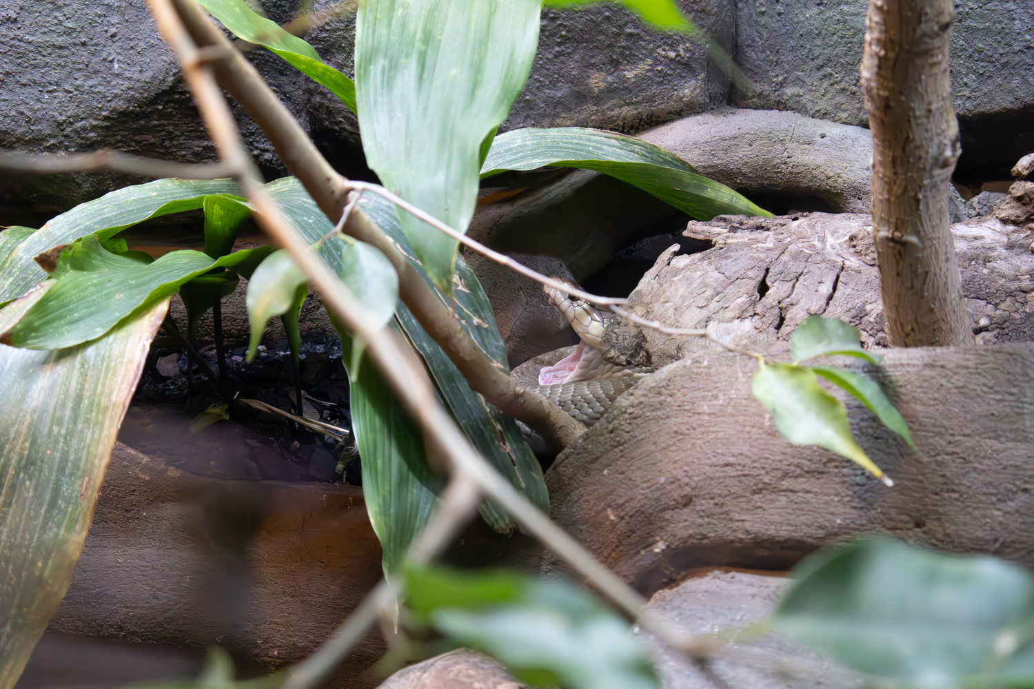 Melbourne Zoo