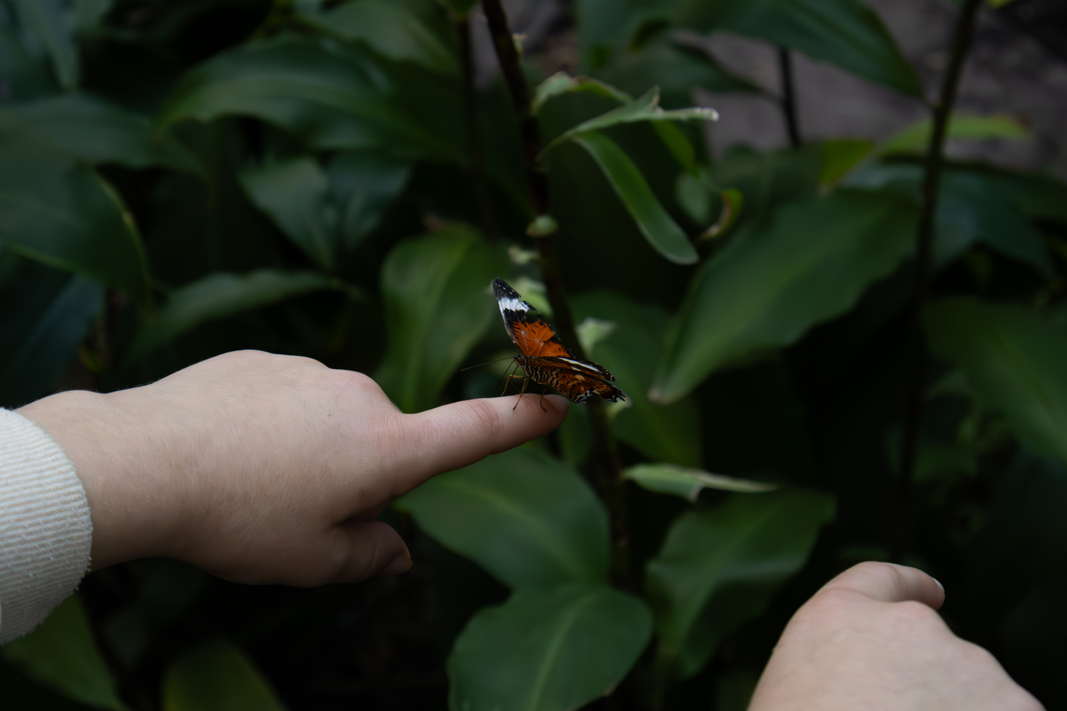 Melbourne Zoo