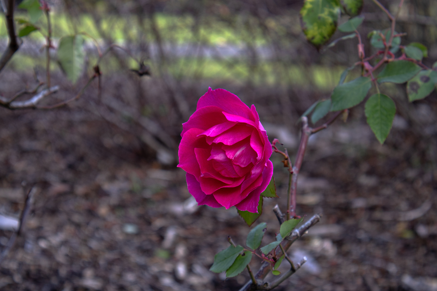 botanical gardens