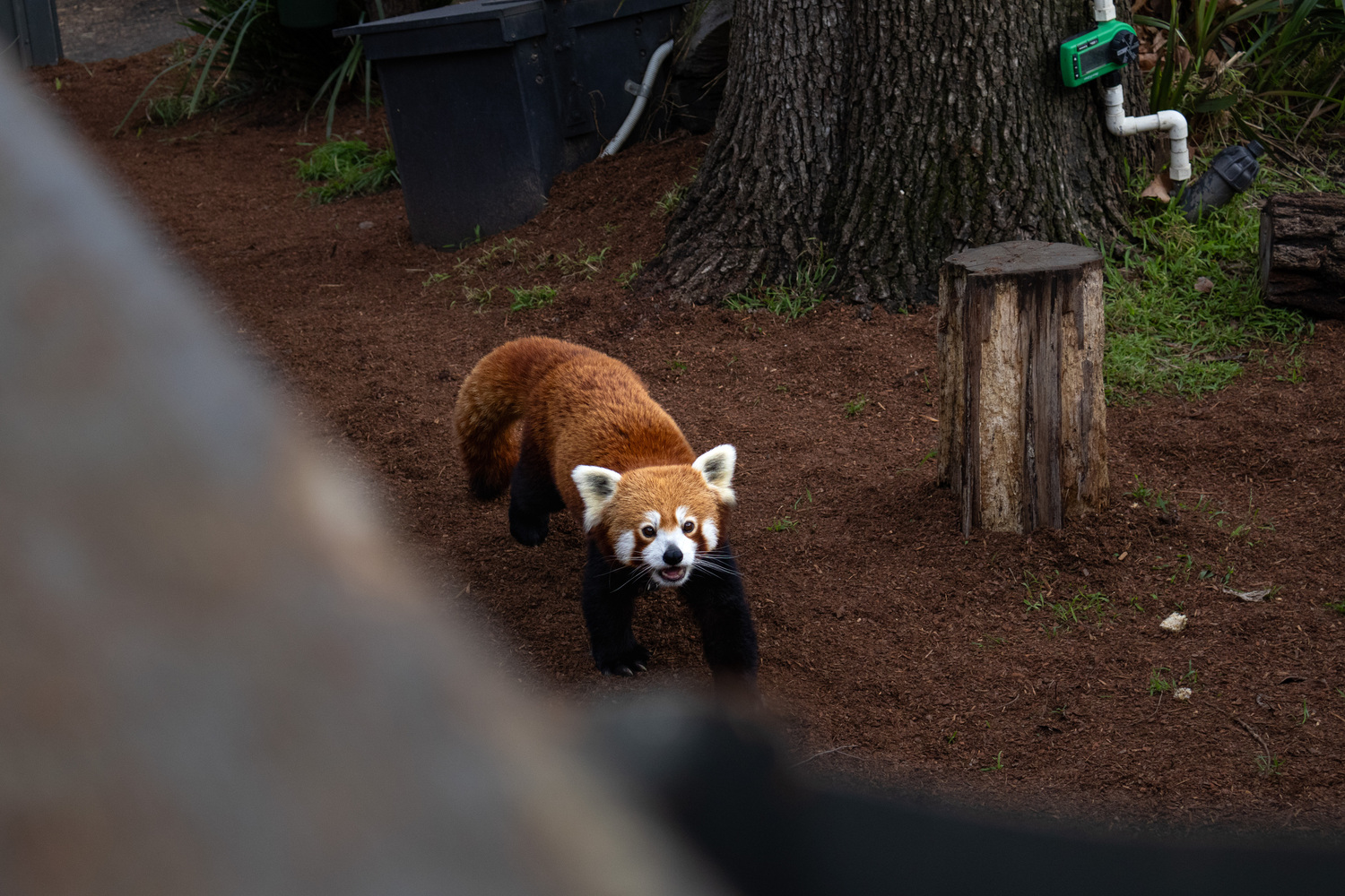 Melbourne Zoo